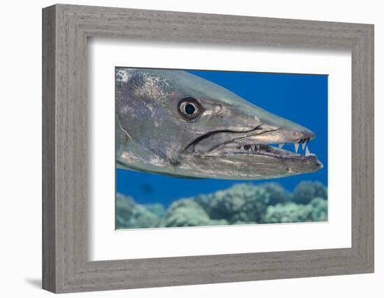 Great barracuda with three Copepods on upper jaw, Hawaii-David Fleetham-Framed Photographic Print