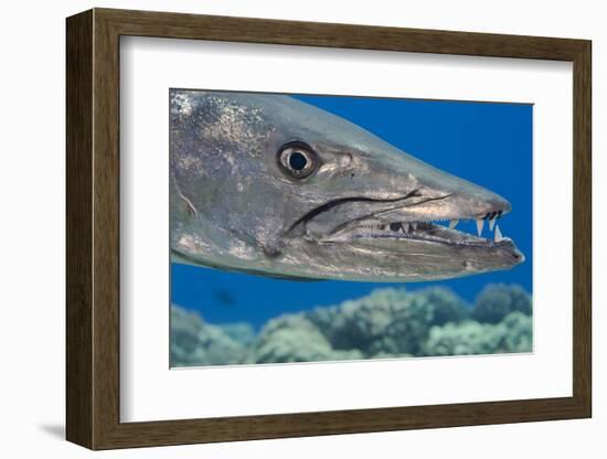 Great barracuda with three Copepods on upper jaw, Hawaii-David Fleetham-Framed Photographic Print