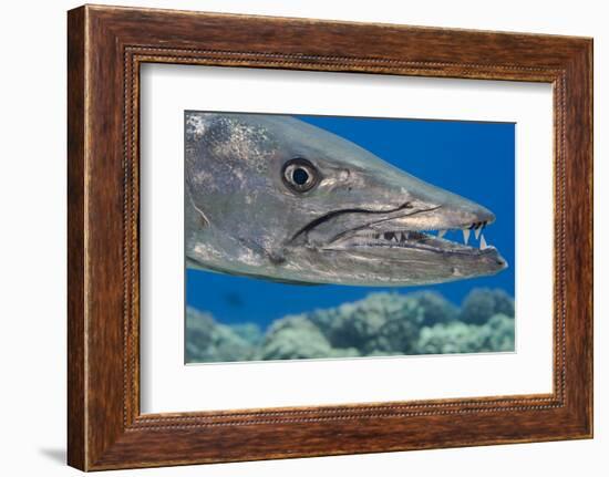 Great barracuda with three Copepods on upper jaw, Hawaii-David Fleetham-Framed Photographic Print