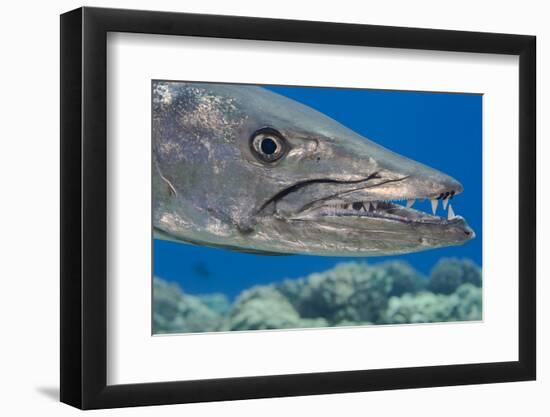 Great barracuda with three Copepods on upper jaw, Hawaii-David Fleetham-Framed Photographic Print