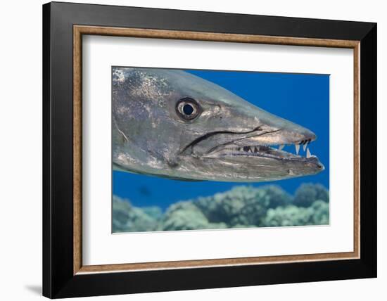 Great barracuda with three Copepods on upper jaw, Hawaii-David Fleetham-Framed Photographic Print