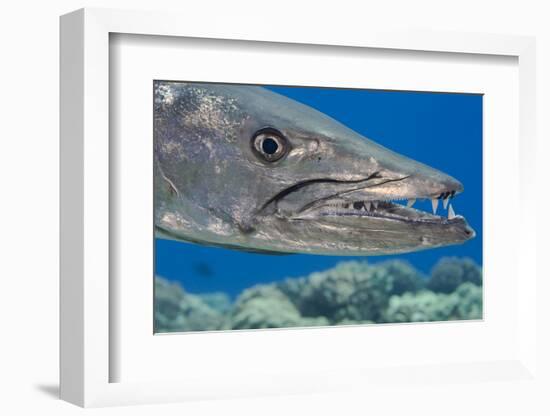 Great barracuda with three Copepods on upper jaw, Hawaii-David Fleetham-Framed Photographic Print