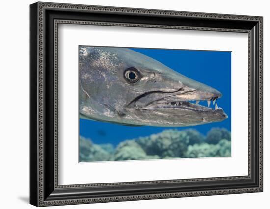 Great barracuda with three Copepods on upper jaw, Hawaii-David Fleetham-Framed Photographic Print