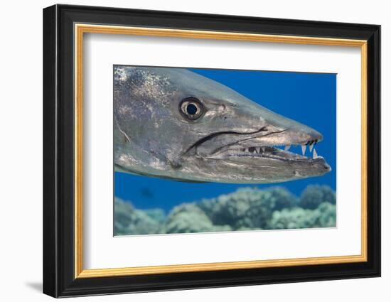 Great barracuda with three Copepods on upper jaw, Hawaii-David Fleetham-Framed Photographic Print