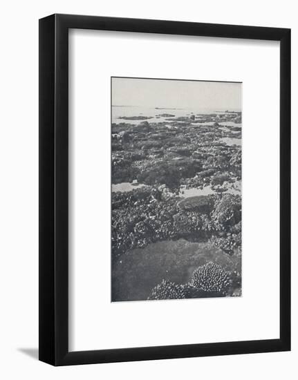 'Great Barrier Reef', 1924-Unknown-Framed Photographic Print