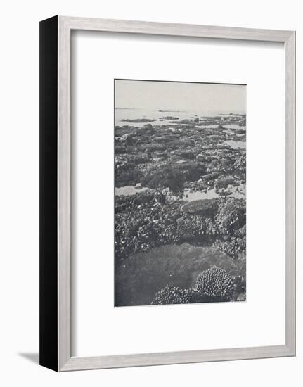 'Great Barrier Reef', 1924-Unknown-Framed Photographic Print