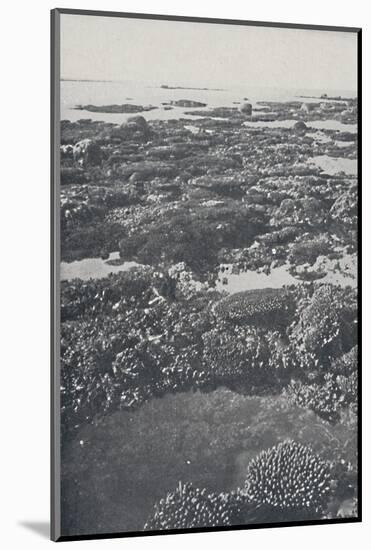 'Great Barrier Reef', 1924-Unknown-Mounted Photographic Print