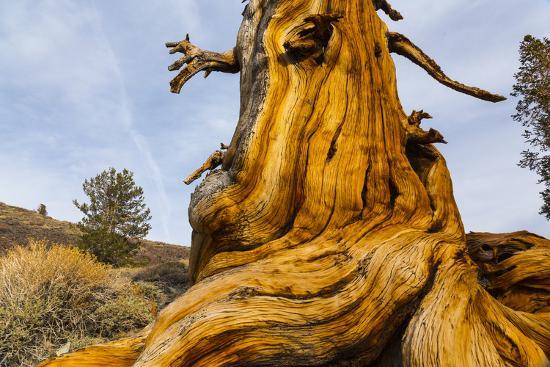 Great Basin Bristlecone Pine (Pinus Longaeva) Trunk Of Ancient ...