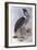 Great-Billed Heron (Ardea Sumatrana)-John Gould-Framed Giclee Print