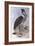 Great-Billed Heron (Ardea Sumatrana)-John Gould-Framed Giclee Print