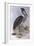 Great-Billed Heron (Ardea Sumatrana)-John Gould-Framed Giclee Print
