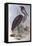 Great-Billed Heron (Ardea Sumatrana)-John Gould-Framed Premier Image Canvas