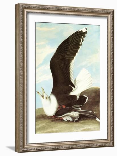 Great Black Backed Gull-John James Audubon-Framed Art Print