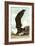 Great Black Backed Gull-John James Audubon-Framed Art Print