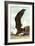 Great Black Backed Gull-John James Audubon-Framed Art Print