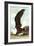 Great Black Backed Gull-John James Audubon-Framed Art Print