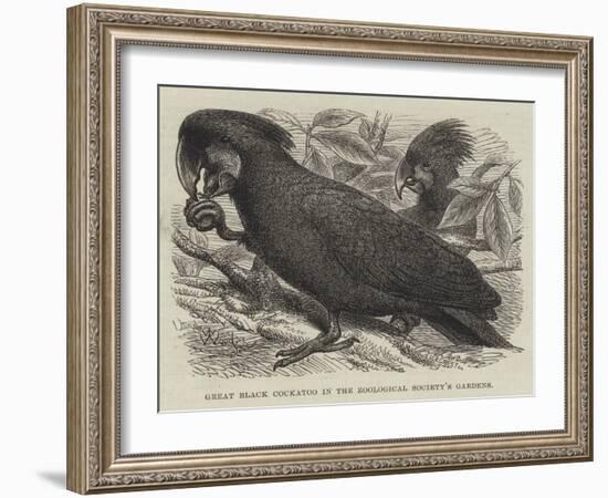 Great Black Cockatoo in the Zoological Society's Gardens-Thomas W. Wood-Framed Giclee Print