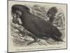 Great Black Cockatoo in the Zoological Society's Gardens-Thomas W. Wood-Mounted Giclee Print