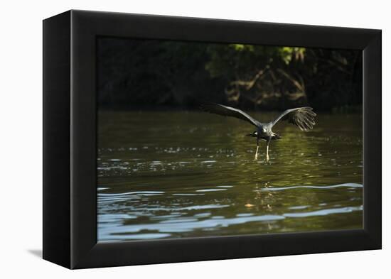 Great Black Hawk-Joe McDonald-Framed Premier Image Canvas