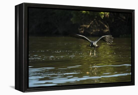 Great Black Hawk-Joe McDonald-Framed Premier Image Canvas