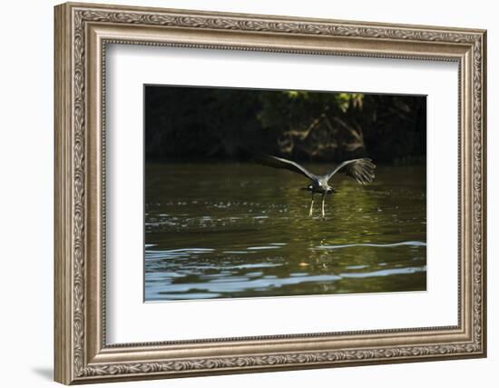 Great Black Hawk-Joe McDonald-Framed Photographic Print