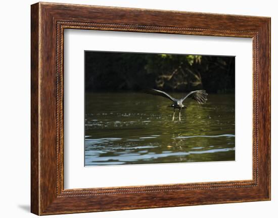 Great Black Hawk-Joe McDonald-Framed Photographic Print