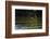 Great Black Hawk-Joe McDonald-Framed Photographic Print