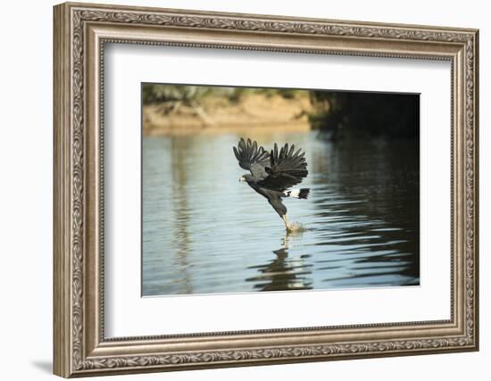 Great Black Hawk-Joe McDonald-Framed Photographic Print