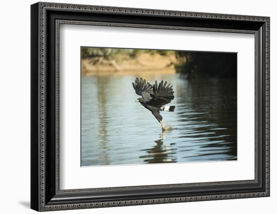 Great Black Hawk-Joe McDonald-Framed Photographic Print