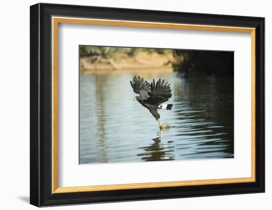 Great Black Hawk-Joe McDonald-Framed Photographic Print