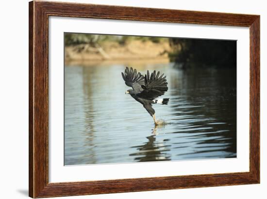 Great Black Hawk-Joe McDonald-Framed Photographic Print