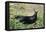 Great Black Slug Crawling Through Grass-null-Framed Premier Image Canvas