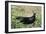 Great Black Slug Crawling Through Grass-null-Framed Photographic Print