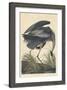 Great blue Heron, 1834-John James Audubon-Framed Giclee Print