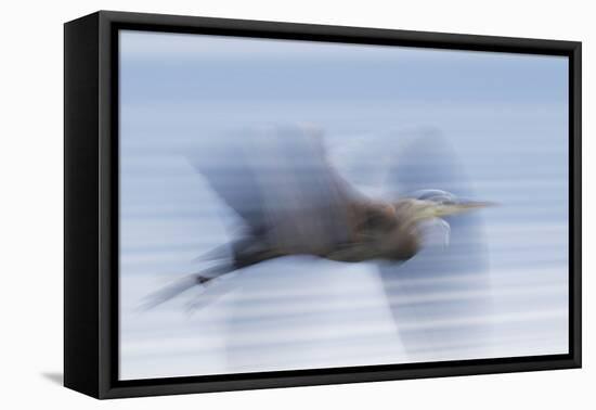 Great Blue Heron, abstract flight-Ken Archer-Framed Premier Image Canvas