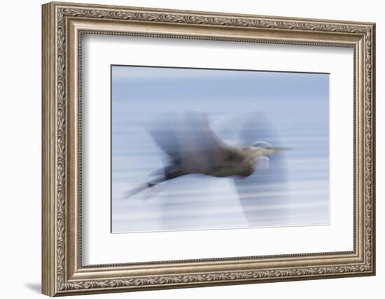 Great Blue Heron, abstract flight-Ken Archer-Framed Photographic Print