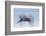 Great Blue Heron, abstract flight-Ken Archer-Framed Photographic Print