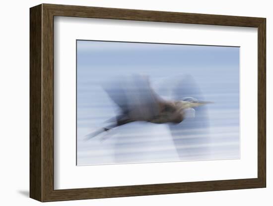 Great Blue Heron, abstract flight-Ken Archer-Framed Photographic Print