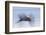 Great Blue Heron, abstract flight-Ken Archer-Framed Photographic Print