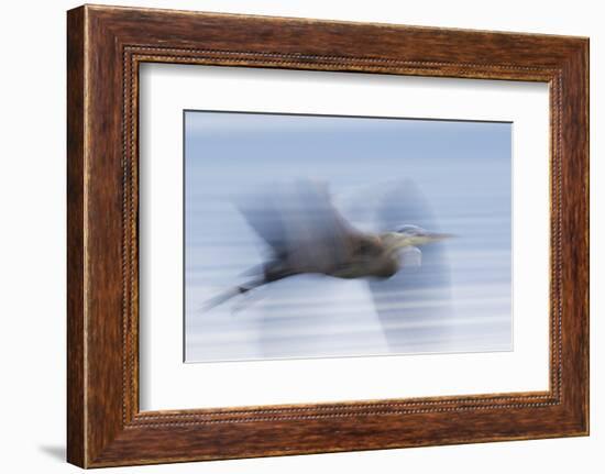 Great Blue Heron, abstract flight-Ken Archer-Framed Photographic Print