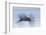 Great Blue Heron, abstract flight-Ken Archer-Framed Photographic Print