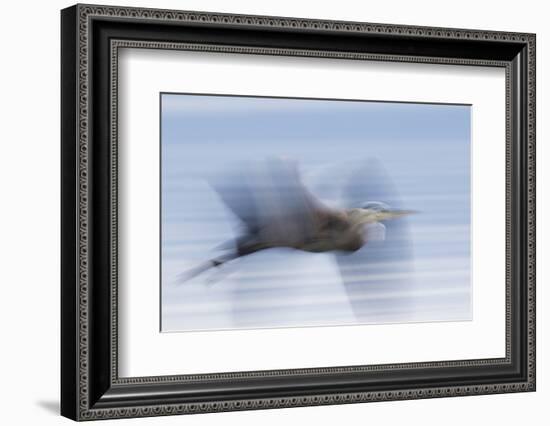 Great Blue Heron, abstract flight-Ken Archer-Framed Photographic Print