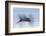 Great Blue Heron, abstract flight-Ken Archer-Framed Photographic Print