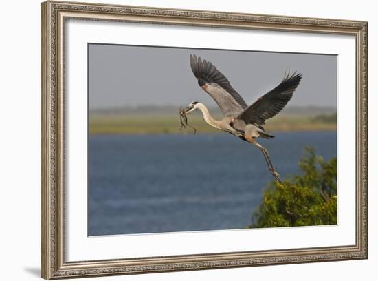 Great Blue Heron (Ardea Herodias) Bird Flying with Nest Material, Texas, USA-Larry Ditto-Framed Photographic Print