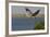 Great Blue Heron (Ardea Herodias) Bird Flying with Nest Material, Texas, USA-Larry Ditto-Framed Photographic Print