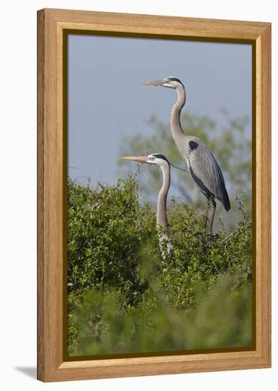 Great Blue Heron (Ardea Herodias) Bird, Pair in Habitat, Texas, USA-Larry Ditto-Framed Premier Image Canvas