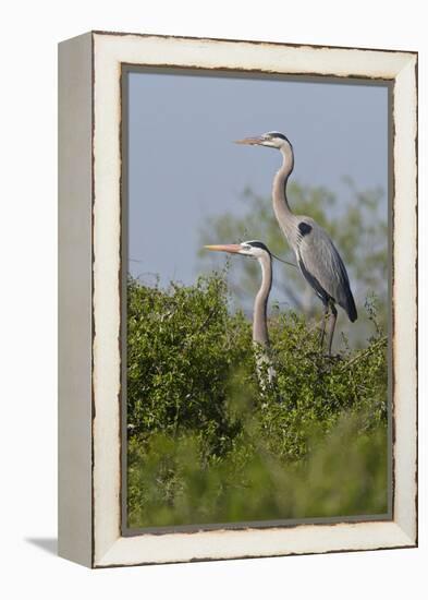 Great Blue Heron (Ardea Herodias) Bird, Pair in Habitat, Texas, USA-Larry Ditto-Framed Premier Image Canvas