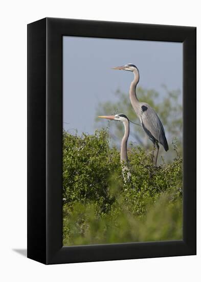 Great Blue Heron (Ardea Herodias) Bird, Pair in Habitat, Texas, USA-Larry Ditto-Framed Premier Image Canvas