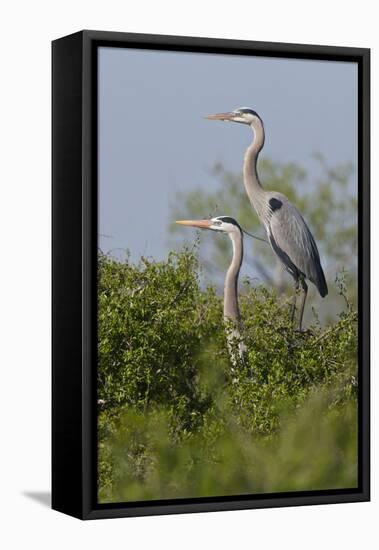 Great Blue Heron (Ardea Herodias) Bird, Pair in Habitat, Texas, USA-Larry Ditto-Framed Premier Image Canvas