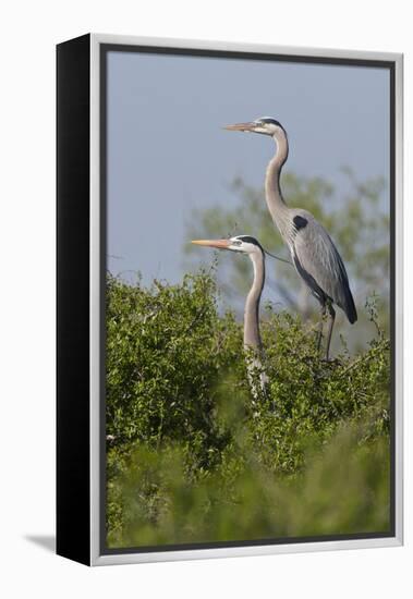 Great Blue Heron (Ardea Herodias) Bird, Pair in Habitat, Texas, USA-Larry Ditto-Framed Premier Image Canvas